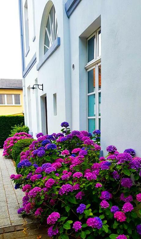 Hotel Zweilinden Meckenheim Bonn Bagian luar foto